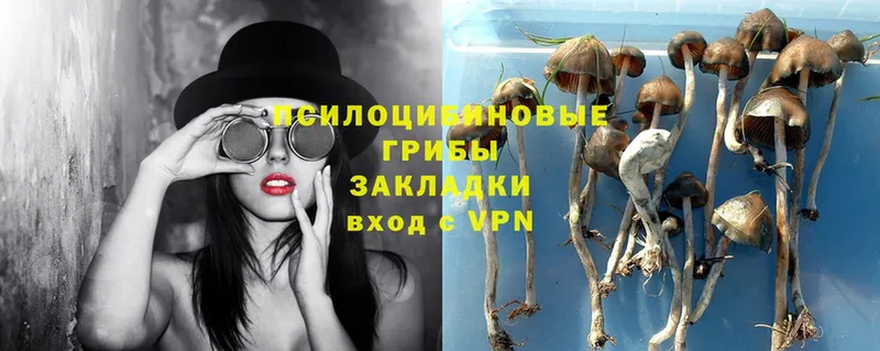 как найти   Соликамск  Псилоцибиновые грибы Magic Shrooms 